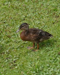 A young mallard on the grass