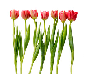 Red tulips, double spring flowers isolated on white