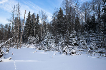 winter forest covered with snow.
