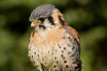 American kestrel (Falco sparverius)