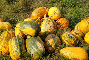 Pumpkins