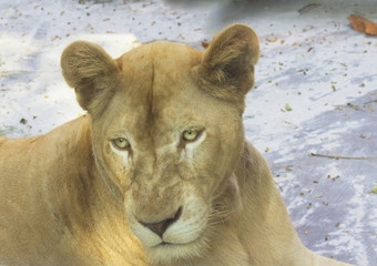 Животное львица