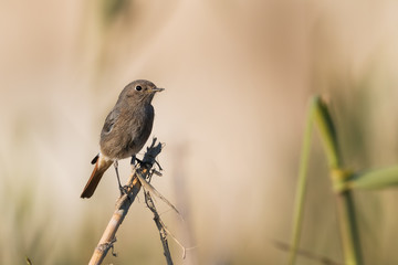 black redstart