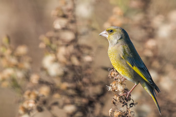 Greenfinch
