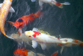 colorful carp
