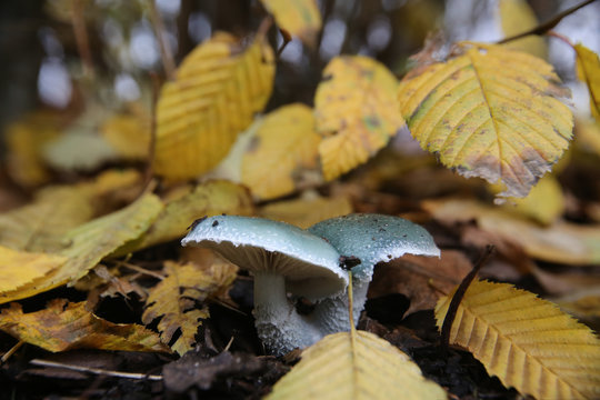 Roundhead (Stropharia caerulea) in autumn under hornbeam leaves