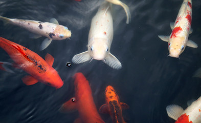colorful carp