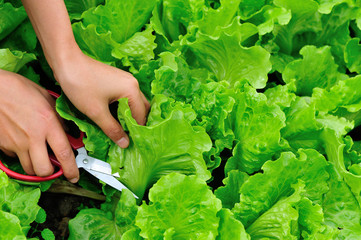 picking lettuce plants in vegetable garden 