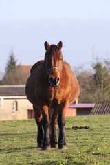 Naklejka premium Big and heavy plow horse standing on a meadow seen from the front. One side is lit by the sun and the other side is dark