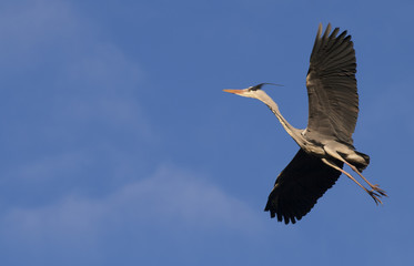 Flying heron bird on a blue sky