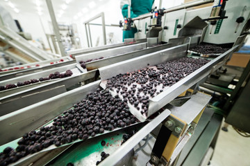 frozen raspberry processing business