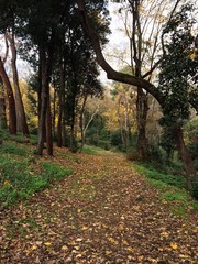 Naklejka premium autumn