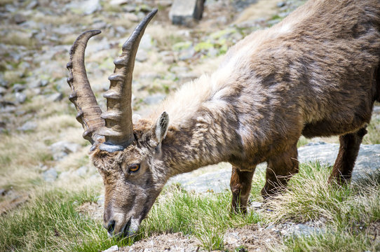 Steinbock. Alpine Ibex, Gran Paradiso National Park, Italy