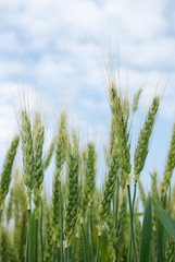 Young ears of grain on the background of blue sky