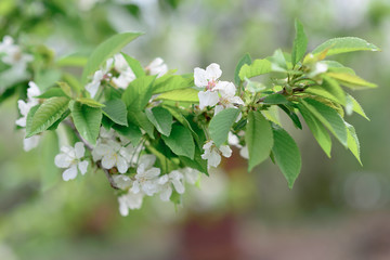 Flowering branch of apricot