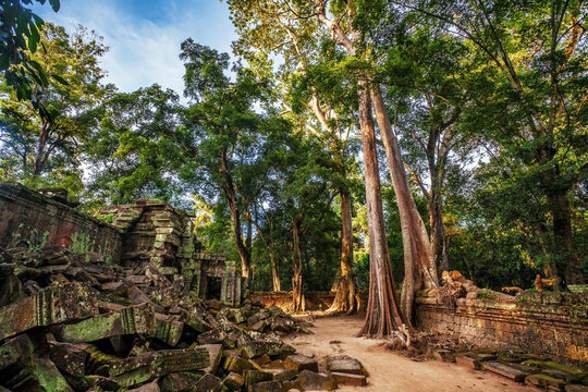 Jungle Forest at Angkor Wat Area