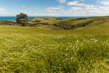 grassy hills on New Zealand coast