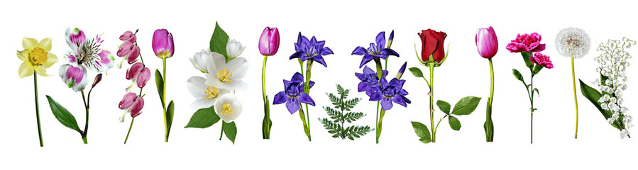 flowers © alenalihacheva