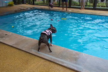 Boston Terrier in the Pool