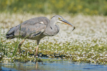 Ardea cinerea