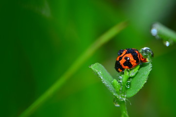 Lady bug