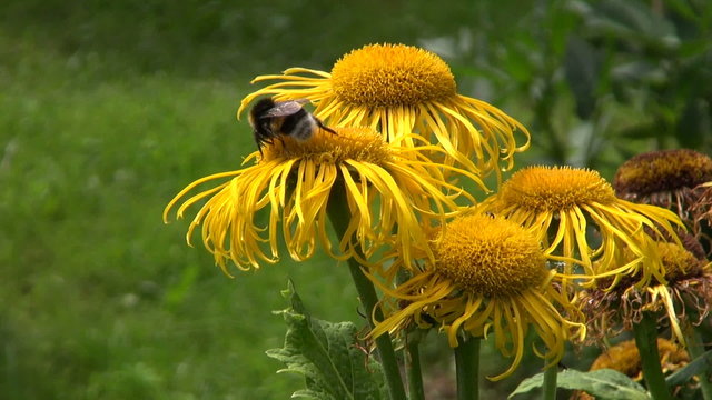 Elecampane (Inula helenium) medical flowers in garden