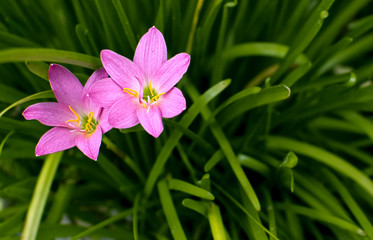 Two pink flowers