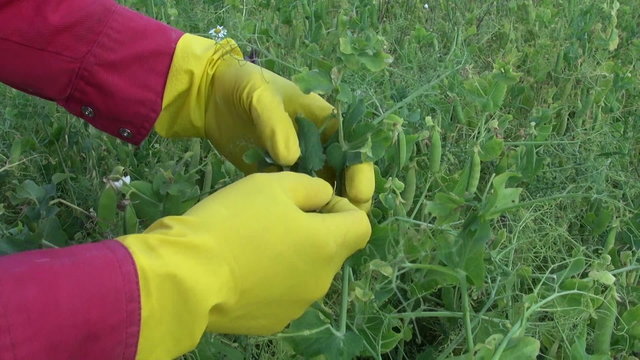 gardener with yellow protective glove pick harvesting pea pods