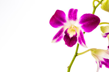 Fototapeta na wymiar closeup vanda orchid on white background
