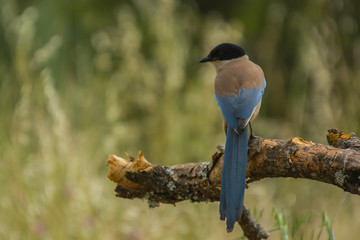 Cyanopica cyanus