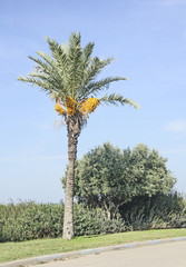 Obraz premium Palm at Israel coast
