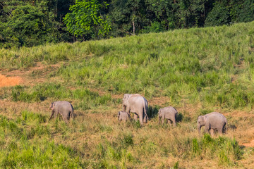 Naklejka na ściany i meble Group of Wild Elephant walking to salt lick in the field