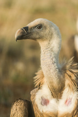 Gyps fulvus