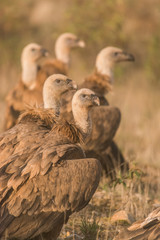 Gyps fulvus