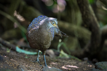 Male Rare Grey Peacock-Pheasant