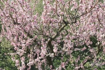 Spring background