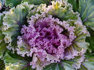 Decorative garden cabbage covered with hoarfrost