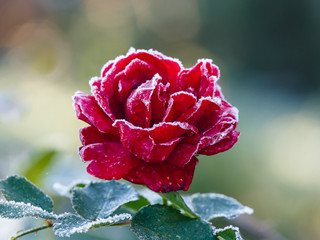 Rose covered with hoarfrost