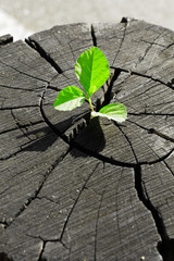 plant growing out of a tree stump