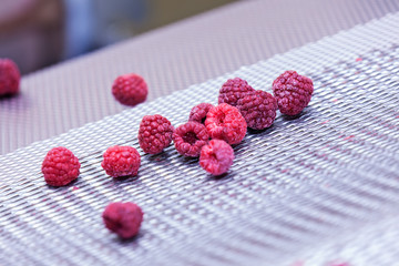 frozen raspberry processing business
