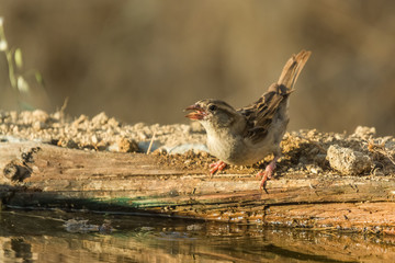 Passer domesticus