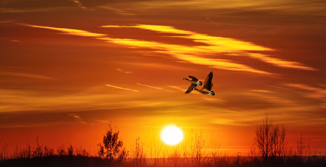 Улетают гуси в тёплые края.....
