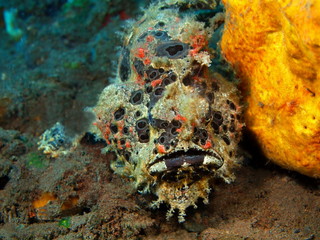 Anglerfish, Island Bali, Tulamben