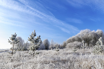 Полянка в тишине морозной