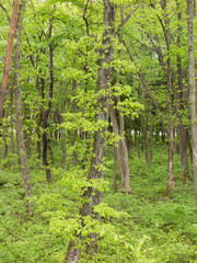 新緑の林