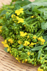 野菜　カブの花