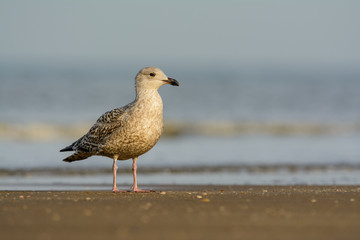 European Herring Gull (Larus argentatus) on the beach.