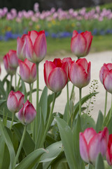 tulipe fleur floral flore fraîcheur hollande