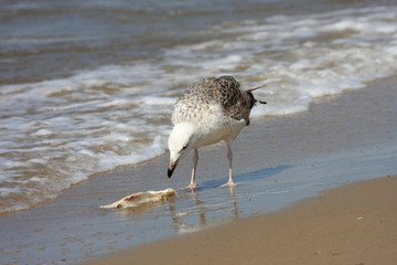 seagull