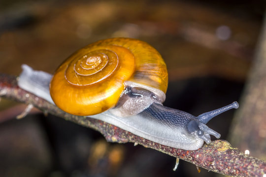 Aegista diversifamilia snail